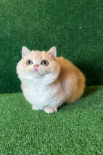 british shorthair breeders kent