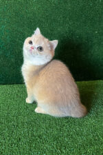 british shorthair breeders kent
