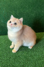 british shorthair breeders kent