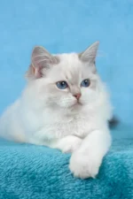 Thea Ragdoll Female Kitten For Sale