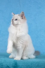 Thea Ragdoll Female Kitten For Sale