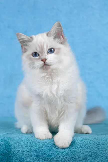 Thea Ragdoll Female Kitten For Sale