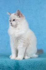 Thea Ragdoll Female Kitten For Sale