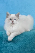 Thea Ragdoll Female Kitten For Sale