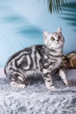 Tom Scottish Straight Male Kitten For Sale – Silver Marble Charm with Fiery Eyes