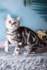 Tom Scottish Straight Male Kitten For Sale – Silver Marble Charm with Fiery Eyes