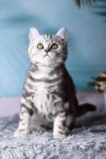 Tom Scottish Straight Male Kitten For Sale – Silver Marble Charm with Fiery Eyes