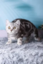 Tom Scottish Straight Male Kitten For Sale – Silver Marble Charm with Fiery Eyes