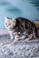 Tom Scottish Straight Male Kitten For Sale – Silver Marble Charm with Fiery Eyes