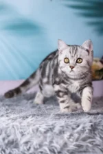 Tom Scottish Straight Male Kitten For Sale – Silver Marble Charm with Fiery Eyes