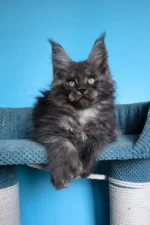 Ulf Polydactyl Maine Coon Male Kitten For Sale – Rare Black Smoke Beauty with Big Paws & a Bigger Heart