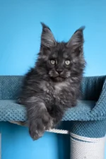 Ulf Polydactyl Maine Coon Male Kitten For Sale – Rare Black Smoke Beauty with Big Paws & a Bigger Heart