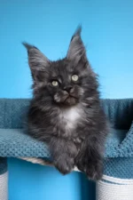 Ulf Polydactyl Maine Coon Male Kitten For Sale – Rare Black Smoke Beauty with Big Paws & a Bigger Heart
