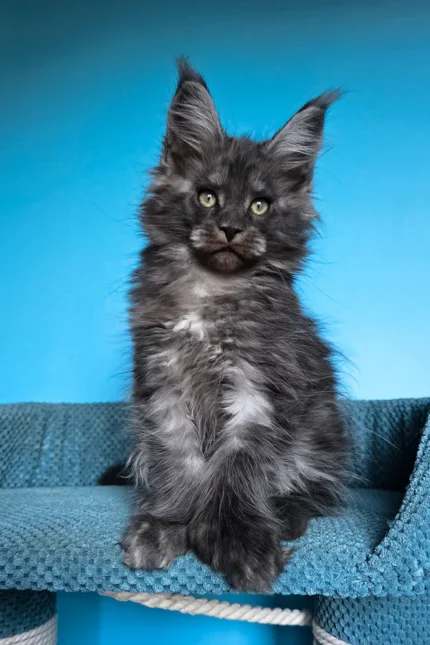Ulf Polydactyl Maine Coon Male Kitten For Sale – Rare Black Smoke Beauty with Big Paws & a Bigger Heart