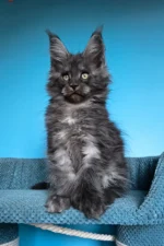Ulf Polydactyl Maine Coon Male Kitten For Sale – Rare Black Smoke Beauty with Big Paws & a Bigger Heart