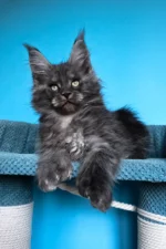Ulf Polydactyl Maine Coon Male Kitten For Sale – Rare Black Smoke Beauty with Big Paws & a Bigger Heart