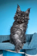 Ulf Maine Coon Male Kitten For Sale – Rare Black Smoke Beauty with Big Paws & a Bigger Heart