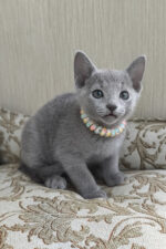 Victoria Russian Blue Female Kitten For Sale – Grace in Every Step