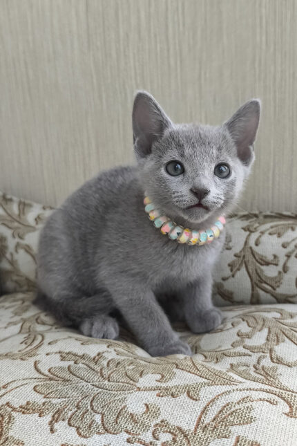 Victoria Russian Blue Female Kitten For Sale – Grace in Every Step