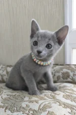 Victoria Russian Blue Female Kitten For Sale – Grace in Every Step