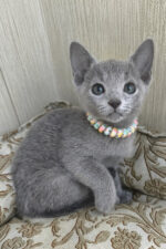 Victoria Russian Blue Female Kitten For Sale – Grace in Every Step