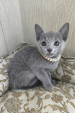 Victoria Russian Blue Female Kitten For Sale – Grace in Every Step