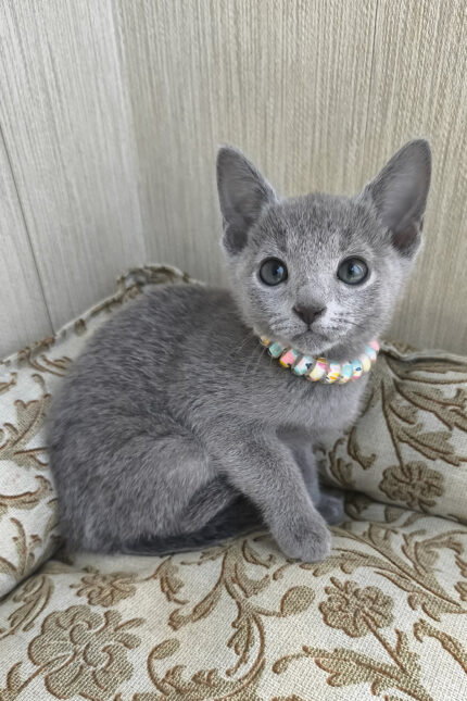 Victoria Russian Blue Female Kitten For Sale – Grace in Every Step