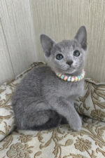 Victoria Russian Blue Female Kitten For Sale – Grace in Every Step