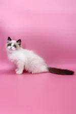 Garfield Ragdoll Male Kitten For Sale