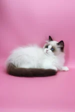 Garfield Ragdoll Male Kitten For Sale