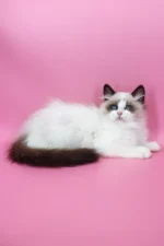 Garfield Ragdoll Male Kitten For Sale