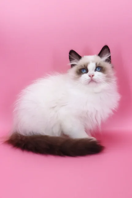 Garfield Ragdoll Male Kitten For Sale