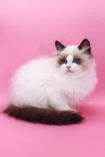 Garfield Ragdoll Male Kitten For Sale
