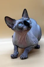 Mars UK Sphynx Male Kitten For Sale