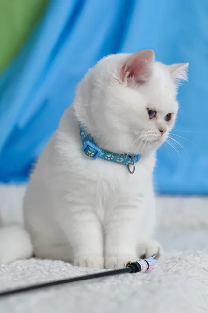 Gucci British Shorthair Male Kitten For Sale