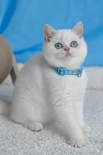 Gucci British Shorthair Male Kitten For Sale