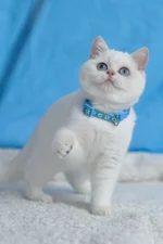 Gucci British Shorthair Male Kitten For Sale