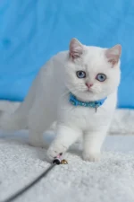 Gucci British Shorthair Male Kitten For Sale