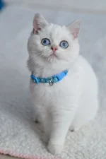 Gucci British Shorthair Male Kitten For Sale