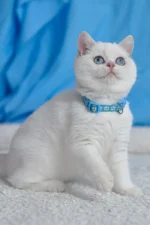 Gucci British Shorthair Male Kitten For Sale