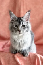 Orvel — Male Maine Coon Kitten | Black Silver Ticked Tabby Gentle Giant