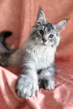 Orvel — Male Maine Coon Kitten | Black Silver Ticked Tabby Gentle Giant