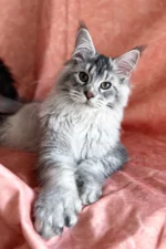 Orvel — Male Maine Coon Kitten | Black Silver Ticked Tabby Gentle Giant