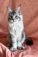 Orvel — Male Maine Coon Kitten | Black Silver Ticked Tabby Gentle Giant