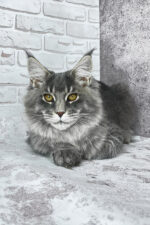 Zane Maine Coon Male Kitten For Sale – Fluffy Charm with Golden Eyes