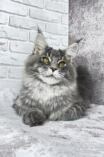 Zane Maine Coon Male Kitten For Sale – Fluffy Charm with Golden Eyes