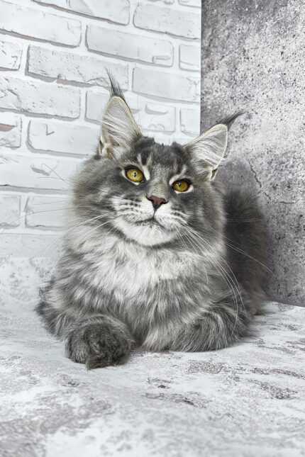 Zane Maine Coon Male Kitten For Sale – Fluffy Charm with Golden Eyes