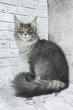 Zane Maine Coon Male Kitten For Sale – Fluffy Charm with Golden Eyes