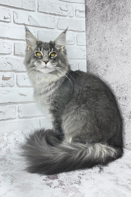 Zane Maine Coon Male Kitten For Sale – Fluffy Charm with Golden Eyes