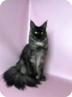 Zane Maine Coon Male Kitten For Sale – Fluffy Charm with Golden Eyes